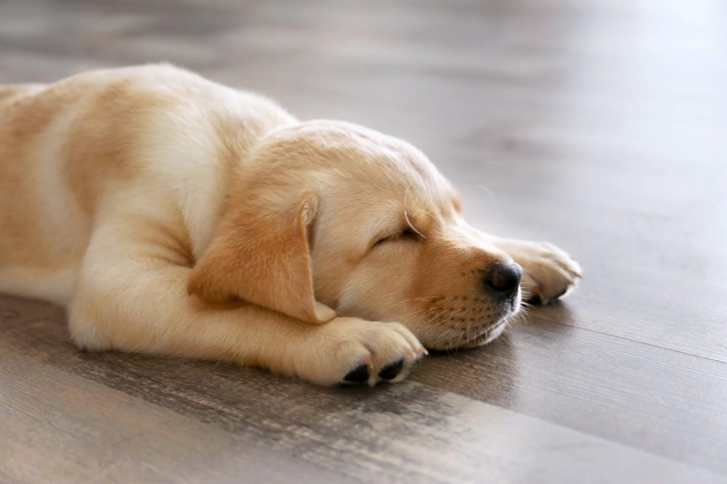 A sleeping Labrador puppy resting its head on its paws